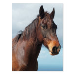 Horse portrait post card