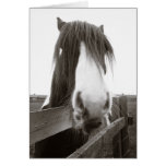 Horse Portrait (Sepia) Greeting Card cards