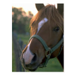 Horse Post Card