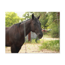 Horse Postcard