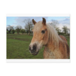 Horse Post Cards