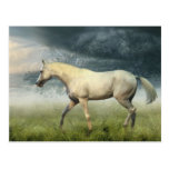 Horse Postcard