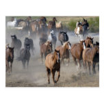 Horse Postcard