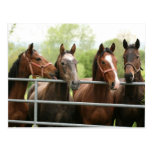 Horse Postcard