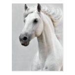 Horse Postcard