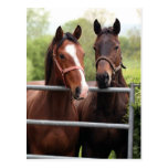 Horse Postcard