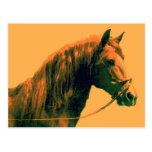 Horse Postcards