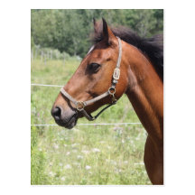 Horse Postcards