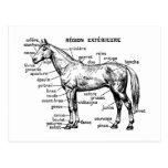 Horse Postcards
