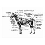 Horse Postcards
