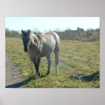 horse poster