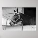 Horse Posters
