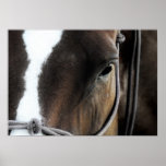 Horse Posters