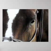 Horse Posters