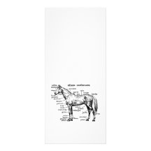 Horse Rack Cards