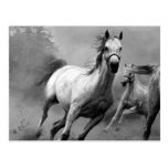 Horse Running Post Card