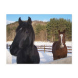 HORSE SCENTS POST CARDS