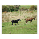 Horse Stroll 10x8 Photographic Print