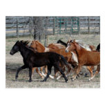 Horse Thunder Postcards