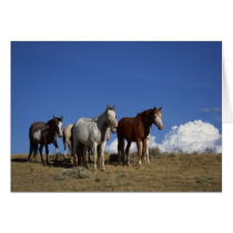 Horse Trio cards