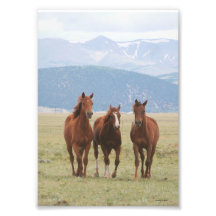 Horse Trio in Rockies Photo Print