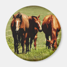 Horse Trio Magnet
