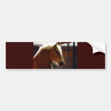 Horse-viewed-from-profile807 BROWN HORSE WHITE MAN Bumper Sticker