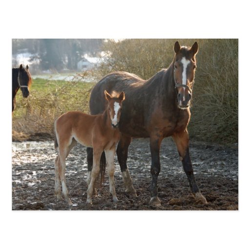 Horse with foal postcard
