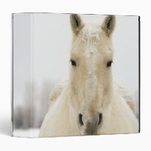 Horse with snow on head binders