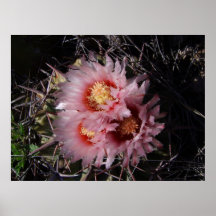 Horsecrippler Cactus in Bloom Poster