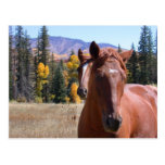 Horses_19 Postcard