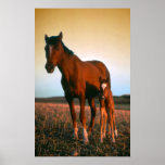 Horses, a Mare and Colt Posters