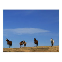 Horses and Sky Postcards