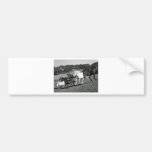 Horses At Play Bumper Sticker