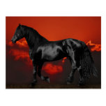 Horses at silhouette at sunset post cards