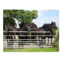 Horses at the Fence Postcard