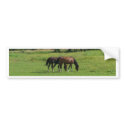 Horses bumper stickers
