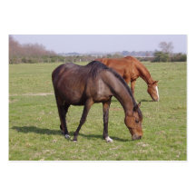 Horses - Chevaux Modèles De Cartes De Visite