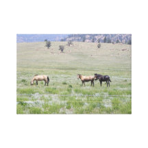 Horses Colorado Gallery Wrapped Canvas