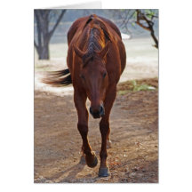 Horses coming home card