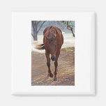 Horses coming home magnet