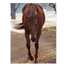 Horses coming home post cards