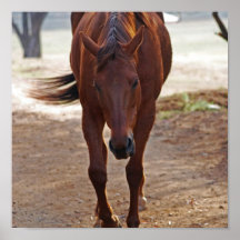 Horses coming home posters