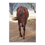 Horses coming home stationery paper