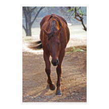 Horses coming home stationery paper