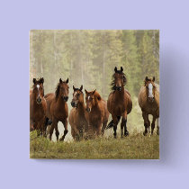 Horses cresting small hill during roundup, 2 buttons