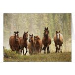 Horses cresting small hill during roundup, 2 greeting cards