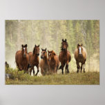 Horses cresting small hill during roundup, 2 posters