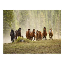 Horses cresting small hill during roundup, post cards