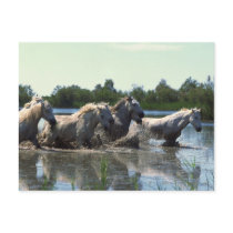 Horses Crossing Water Post Card